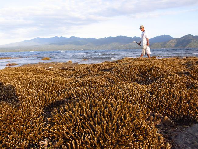 Coral Reefs at Gili @WCS_0